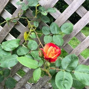 Meet your Posher, Claire